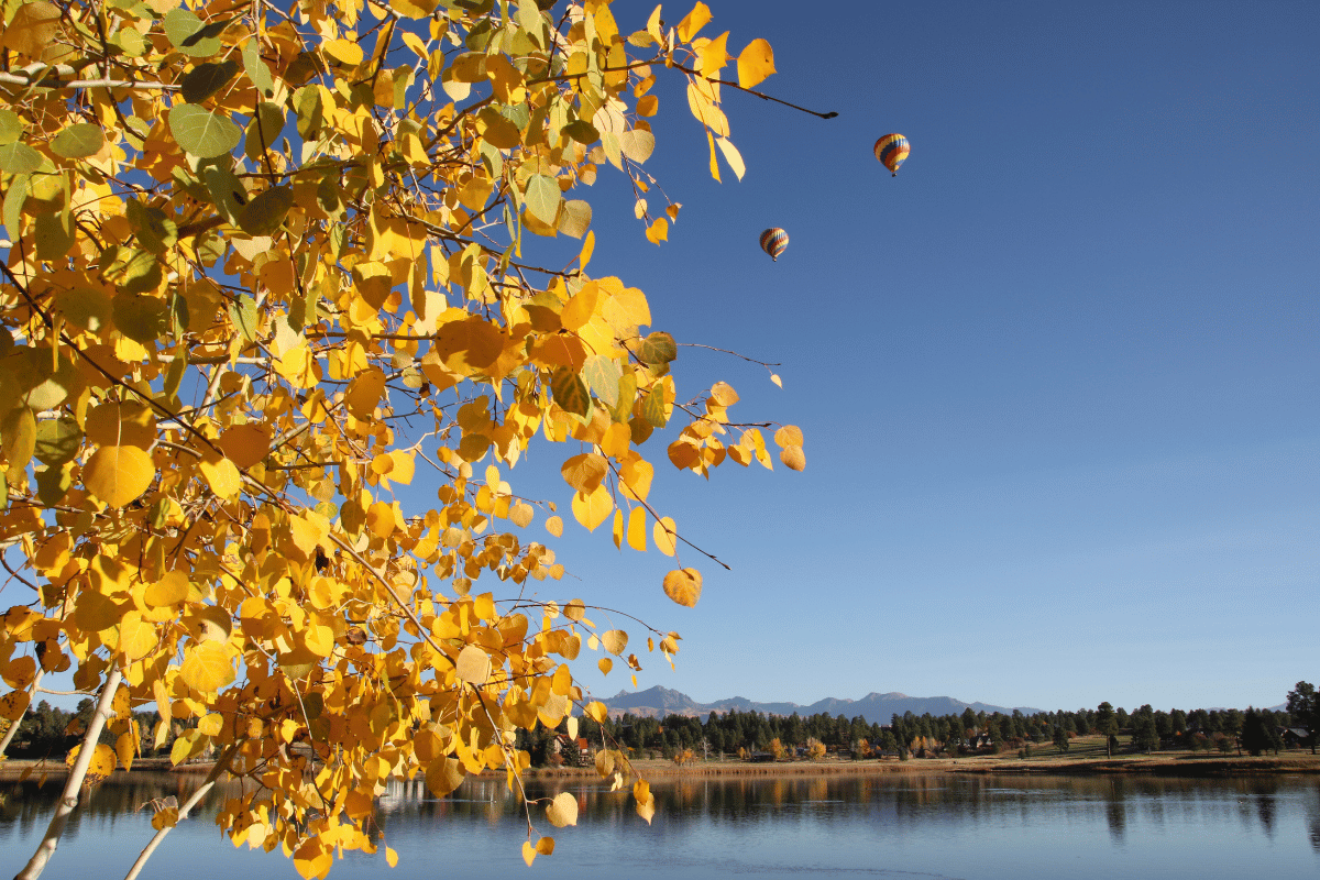 fallfoliage The yellow leaves of a aspen tree with a lake in background.