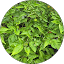 Lemon Basil Avatar