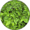 Lemon Basil Avatar